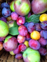 A special season for our premium apples, plums, pears.